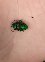 Scutiphora pedicellata