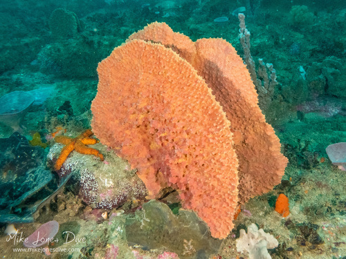 Ianthella quadrangulata