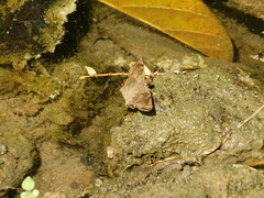 Pyrginae