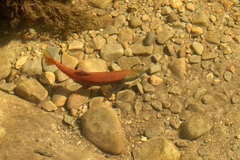 Oncorhynchus nerka