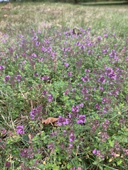 Thymus pulegioides