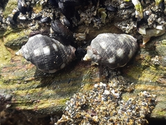 Acanthais brevidentata