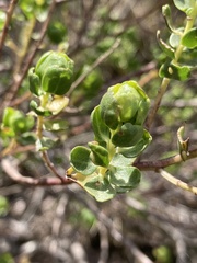 Baccharis cultrata