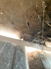 Latrodectus hasselti