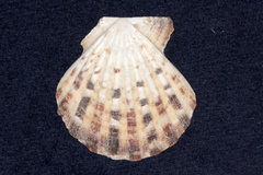Pectinidae