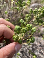 Baccharis cultrata