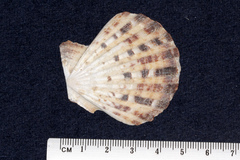 Pectinidae