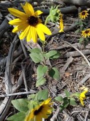 Helianthus petiolaris