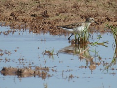 Calidris