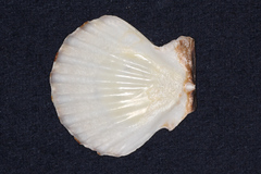 Pectinidae