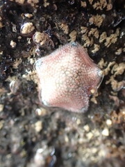 Patiriella regularis