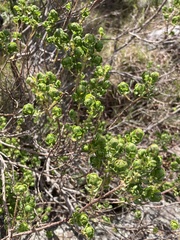 Baccharis cultrata