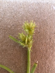 Cyperus