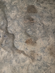 Anaxyrus americanus charlesmithi
