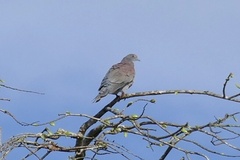 Patagioenas cayennensis
