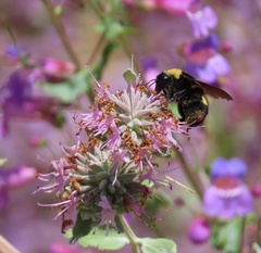 Bombus crotchii