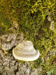 Fomes fomentarius