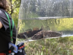 Gobiomorphus cotidianus