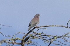 Patagioenas cayennensis