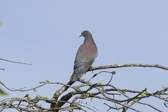Patagioenas cayennensis