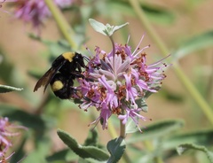 Bombus crotchii