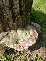 Fomes fomentarius