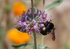 Bombus crotchii