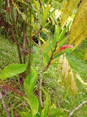 Columnea linearis