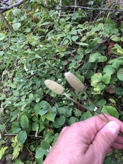 Anemone cylindrica