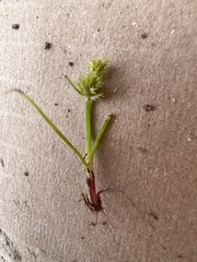 Cyperus