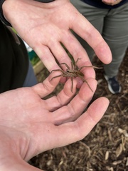 Dolomedes minor