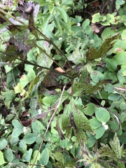 Anemone cylindrica