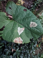 Calycomyza flavinotum