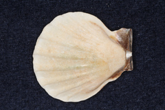 Pectininae