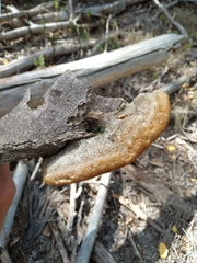 Coriolopsis gallica