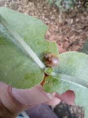 Paropsisterna m-fuscum