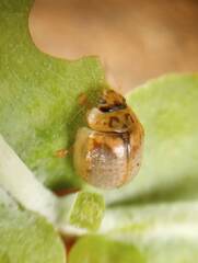 Paropsisterna m-fuscum