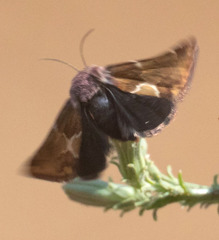 Schinia scarletina