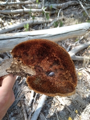 Coriolopsis gallica
