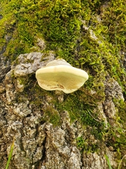 Fomes fomentarius