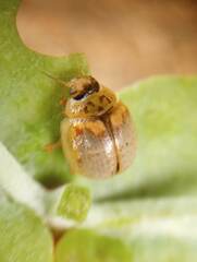 Paropsisterna m-fuscum