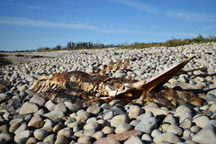 Balaenoptera acutorostrata