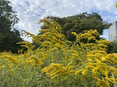 Solidago canadensis
