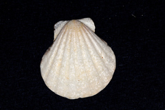 Pectinidae