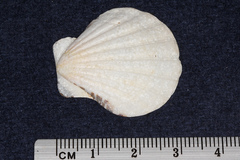 Pectinidae