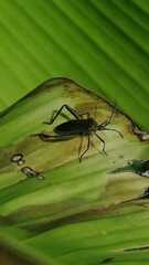 Phthiacnemia picta