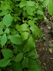 Agrimonia gryposepala