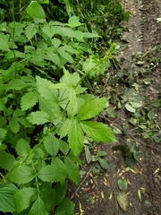 Agrimonia gryposepala