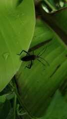 Phthiacnemia picta