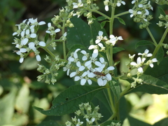 Chauliognathus marginatus